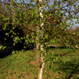 1335 - BETULA platyphylla szechuanica