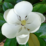 1824 - MAGNOLIA grandiflora 'FRANCOIS TREYVE'