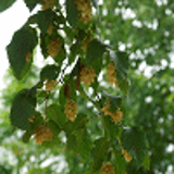 1209 - OSTRYA carpinifolia