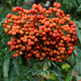 9242 - SORBUS 'CHINESE LACE'