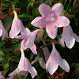 13427 - ABELIA x grandiflora PINKY BELLS (R) 'Lynn' cov