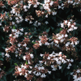 6197 - ABELIA x grandiflora 'SEMPERFLORENS'
