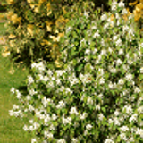 4900 - AMELANCHIER alnifolia 'OBELISK' cov