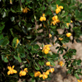 71 - BERBERIS buxifolia 'NANA'