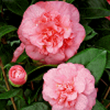 1196 - CAMELLIA japonica 'PRESTON ROSE'
