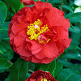 1710 - CAMELLIA japonica 'BLOOD OF CHINA'