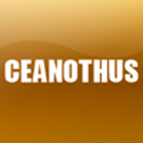 CEANOTHUS