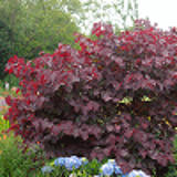 1681 - CERCIS canadensis 'FOREST PANSY'