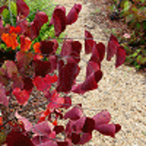 2670 - CERCIS canadensis RED FORCE (R) 'Minrouge3' cov