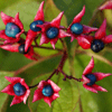 1402 - CLERODENDRUM trichotomum