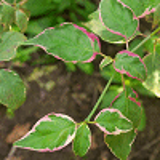 5184 - CORNUS alternifolia PINKY SPOT (R) 'Minpinky'