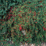 302 - COTONEASTER microphyllus 'STREIB'S FINDLING'