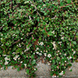 5764 - COTONEASTER 'FRIEDERS EVERGREEN'