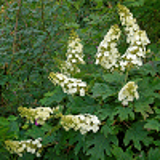 2853 - HYDRANGEA quercifolia 'APPLAUSE'