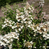 3351 - HYDRANGEA paniculata PRIM' WHITE (R) 'Dolprim' cov