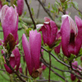 647 - MAGNOLIA liliiflora 'NIGRA'