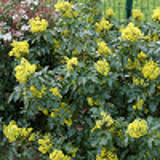 652 - MAHONIA aquifolium
