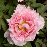 693 - PAEONIA suffruticosa rose
