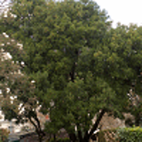 718 - PHILLYREA latifolia