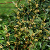 725 - PHILLYREA angustifolia
