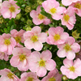 4702 - POTENTILLA fruticosa LOVELY PINK (R) 'Pink Beauty' cov