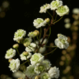 977 - SPIRAEA prunifolia 'PLENA'