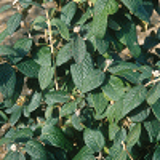 1063 - VIBURNUM rhytidophyllum
