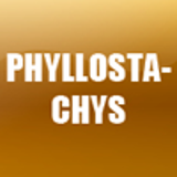 PHYLLOSTACHYS