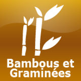 Bambous et Graminées