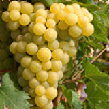 13394 - VITIS vinifera 'Fanny' cov