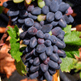 13396 - VITIS vinifera 'Philipp' cov