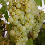 3084 - VITIS vinifera 'PRECOCE DE SAUMUR'