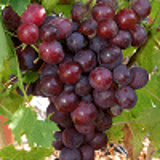 4575 - VITIS vinifera 'CARDINAL'