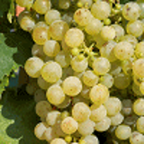 4576 - VITIS vinifera 'CHASSELAS DE FONTAINEBLEAU'
