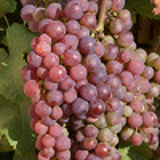 4577 - VITIS vinifera 'CHASSELAS ROSE TRAMONTANER'