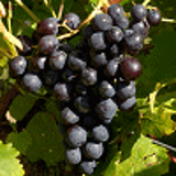 4581 - VITIS vinifera 'MUSCAT DE HAMBOURG'