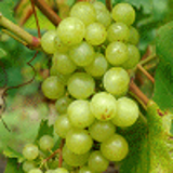 4583 - VITIS vinifera 'PERLE DE CSABA'