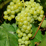 4584 - VITIS vinifera 'PERLETTE'
