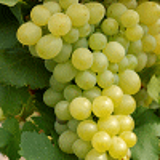 4608 - VITIS vinifera 'ITALIA'