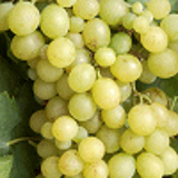 4645 - VITIS vinifera 'DATTIER DE BEYROUTH'