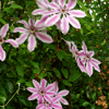 262 - CLEMATIS lanuginosa 'NELLY MOSER'