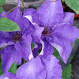 265 - CLEMATIS 'THE PRESIDENT'