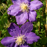 270 - CLEMATIS 'VYVYAN PENNELL'