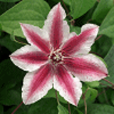 4696 - CLEMATIS 'CARNABY'