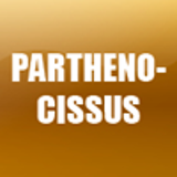 PARTHENOCISSUS
