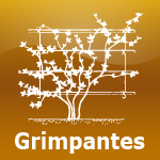 Grimpantes
