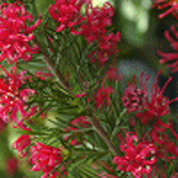 1816 - GREVILLEA rosmarinifolia