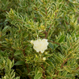 5988 - MYRTUS communis ssp.TARENTINA TRICOLOR