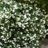 675 - NERIUM oleander (blanc)