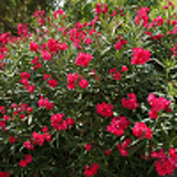 678 - NERIUM oleander rouge double
